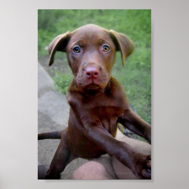 Chocalate Labrador Pittie Puppy Exploring Poster (Framsidan)