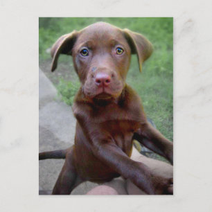 Chocalate Labrador Pittie Puppy Exploring Vykort