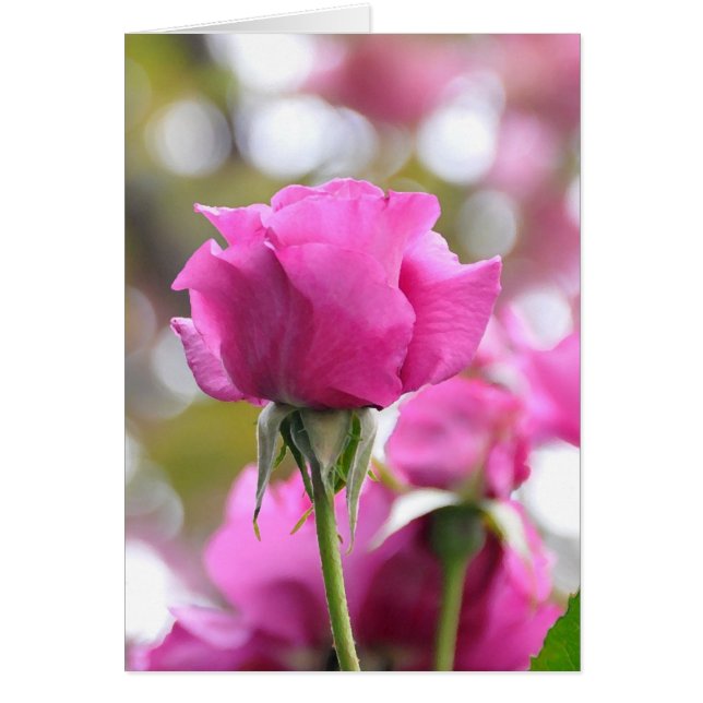 Chockerande Ro-kort för vacker Rosa Hälsningskort (Framsidan)