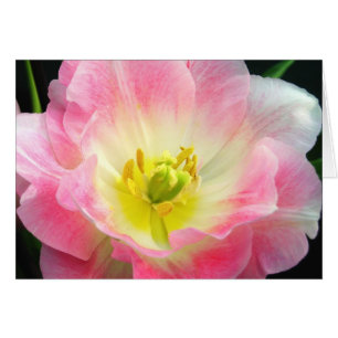 Chockerande Rosa Petals Card Hälsningskort