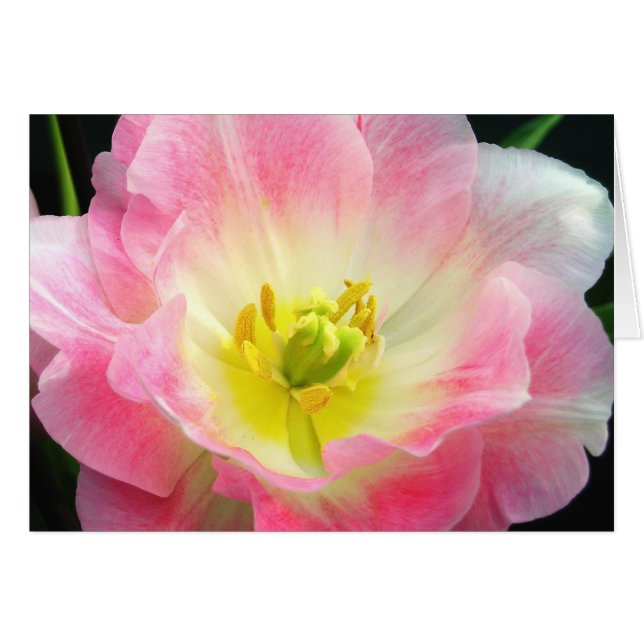 Chockerande Rosa Petals Card Hälsningskort (Framsidan Horizontal)