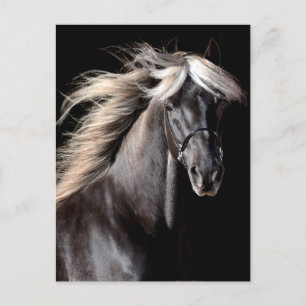 Choco Rocky Mountain Horse Vykort