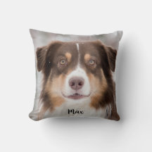 Chocolate Australian shepherd Puppy Hund