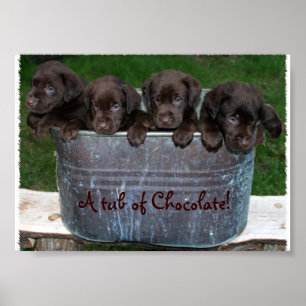 Chocolate bild poster