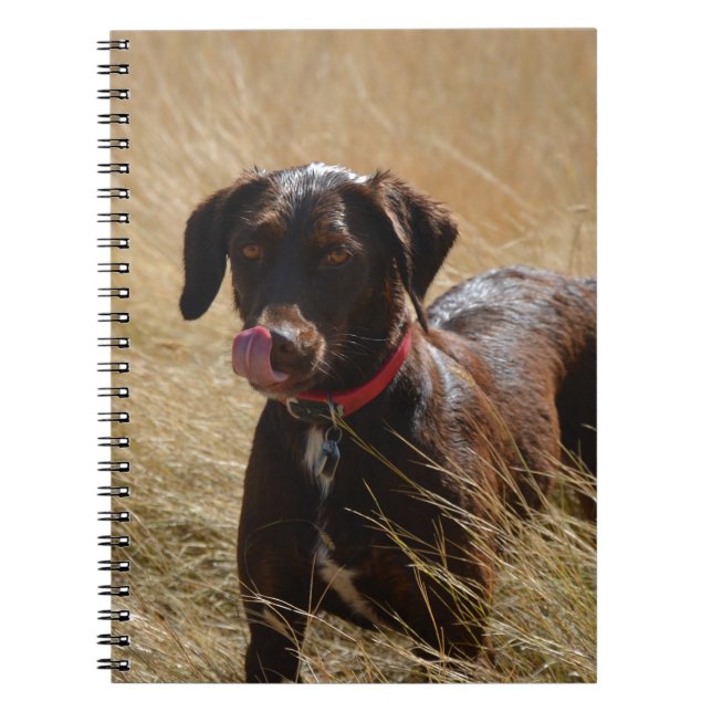Chocolate Brown Labrador Retriever Anteckningsbok (Framsidan)
