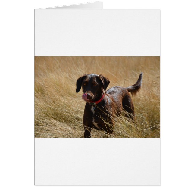 Chocolate Brown Labrador Retriever Hälsningskort (Framsidan)