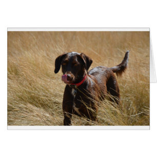 Chocolate Brown Labrador Retriever Hälsningskort