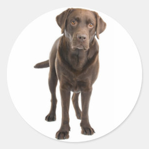 Chocolate Brown Labrador Retriever Hund Sticker Runt Klistermärke