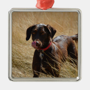 Chocolate Brown Labrador Retriever Julgransprydnad Metall
