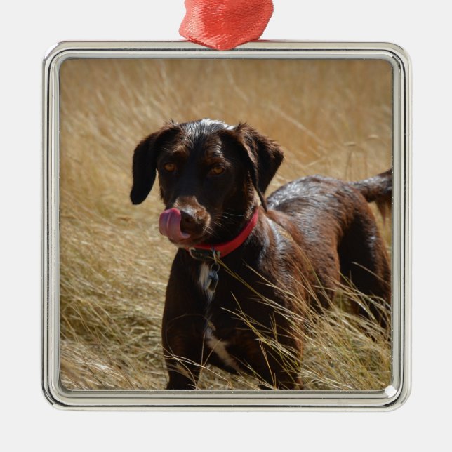 Chocolate Brown Labrador Retriever Julgransprydnad Metall (Framsidan)