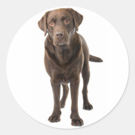 Chocolate Brown Labrador Retriever Puppy Hund Runt Klistermärke