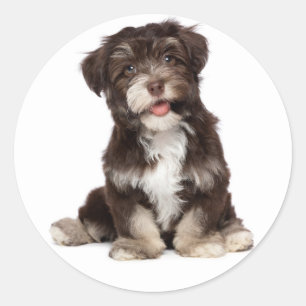 Chocolate Brown & White Havanese Puppy Hund Sticke Runt Klistermärke