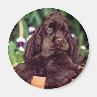 Chocolate cocker magnet