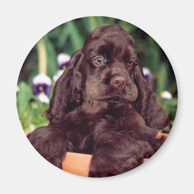 Chocolate cocker magnet (Framsidan)