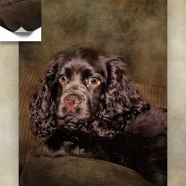 Chocolate Cocker Spain Poster