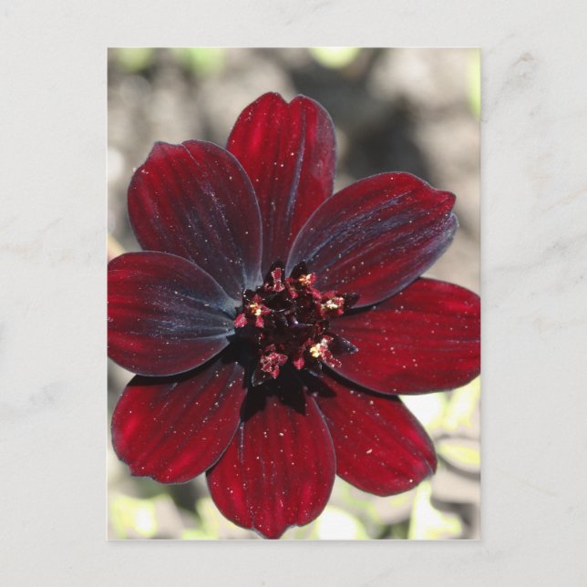 Chocolate Cosmos Flower Vykort (Framsida)
