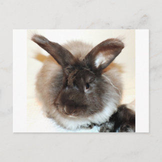 Chocolate Fransk Angora Bunny Rabbit-foto Vykort