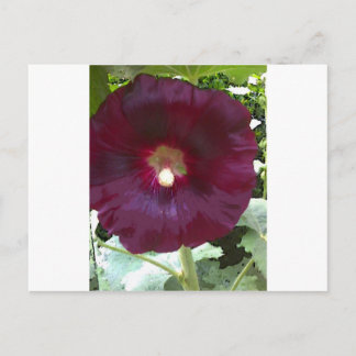 Chocolate Hollyhock Vykort