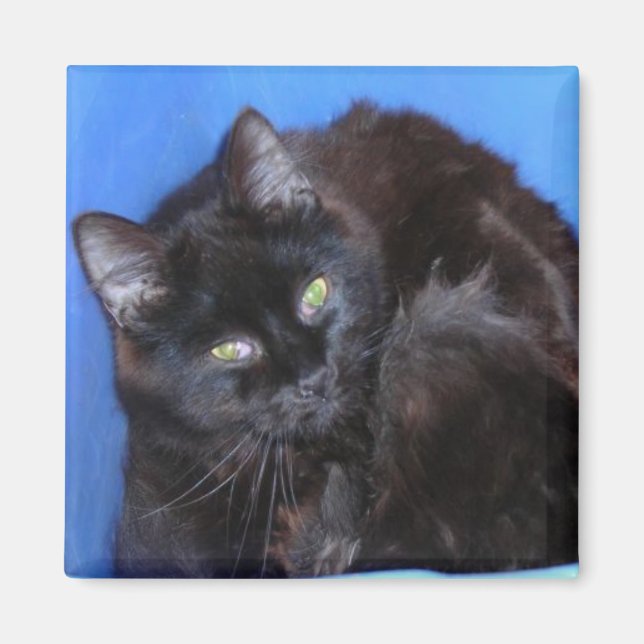 CHOCOLATE KATTUNGE MAGNET (Framsidan)