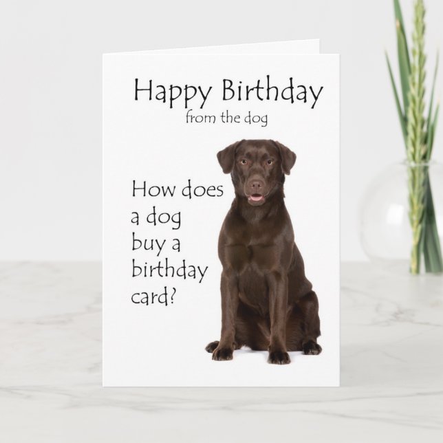 Chocolate Lab Birthday Card Kort (Framsida)