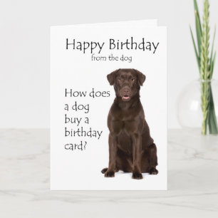 Chocolate Lab Birthday Card Kort