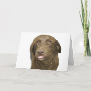 Chocolate Lab Birthday Card Kort