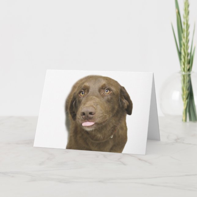Chocolate Lab Birthday Card Kort (Framsida)