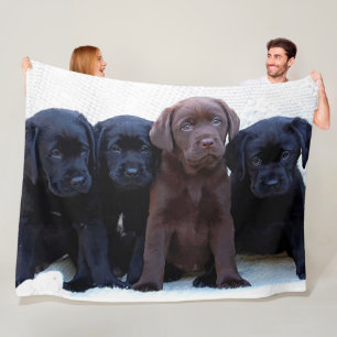 Chocolate Lab - Black Labrador Puppies Fleecefilt