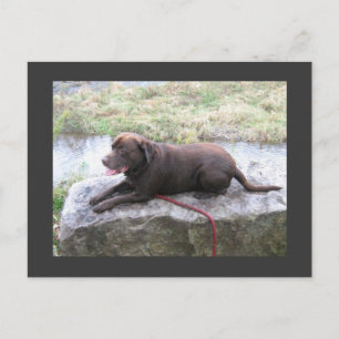 Chocolate Lab Bruno Brown Vykort