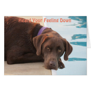 Chocolate Lab Care & ConcerCard Hälsningskort
