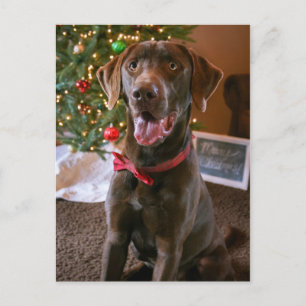Chocolate Lab God jul vycard Helg Vykort