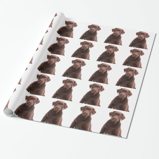 Chocolate Lab Hund Puppy Photo Pet Labrador Retrie Presentpapper (Utrullad)