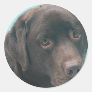 Chocolate Lab Hund Stickers Runt Klistermärke