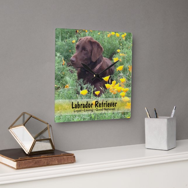 Chocolate Lab i A CaliforniaPoppy Patch Fyrkantig Klocka (Kontor)