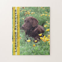 Chocolate Lab i California Poppy Patch
