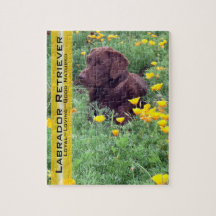 Chocolate Lab i California Poppy Patch