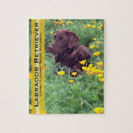 Chocolate Lab i California Poppy Patch Pussel