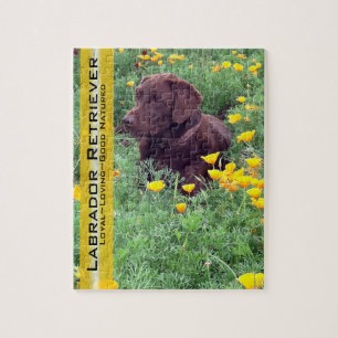 Chocolate Lab i California Poppy Patch Pussel