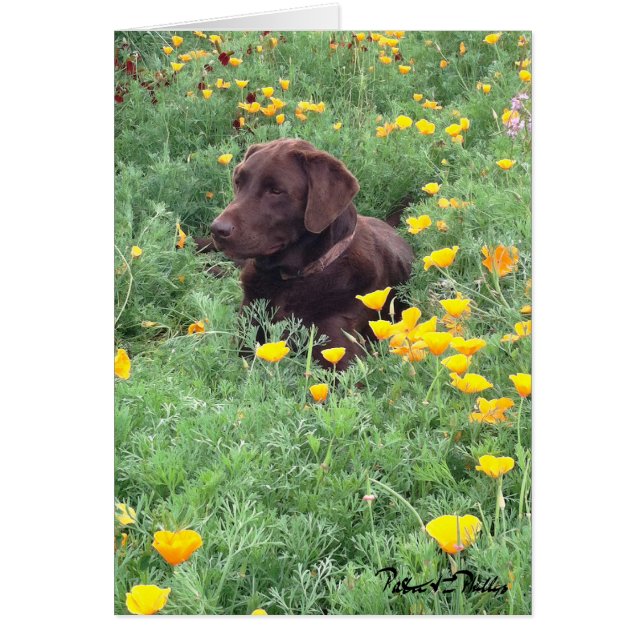 Chocolate Lab in California Poppy Patch-foto Hälsningskort (Framsidan)