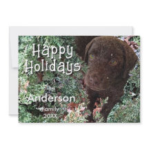 Chocolate Lab in Winter Greenery-Glad helg C