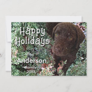 Chocolate Lab in Winter Greenery-Glad helg C Kort