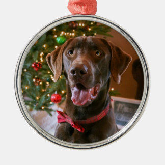 Chocolate Lab jul Ornament