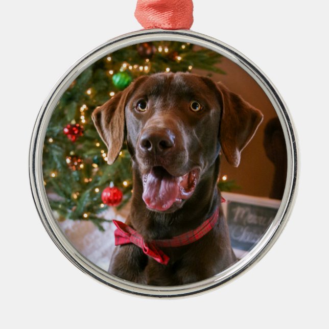 Chocolate Lab jul Ornament (Framsidan)