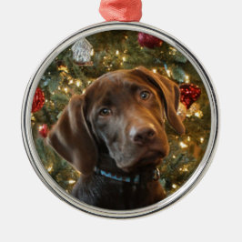 Chocolate Lab jul Ornament