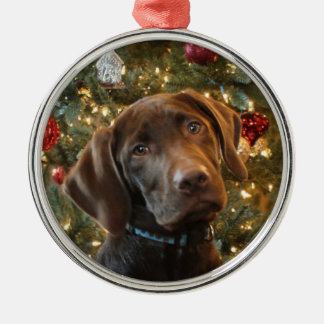 Chocolate Lab jul Ornament