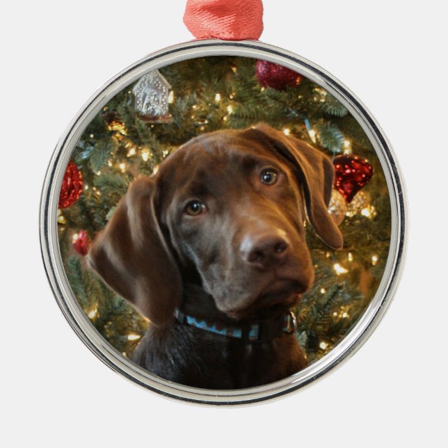 Chocolate Lab jul Ornament (Framsidan)