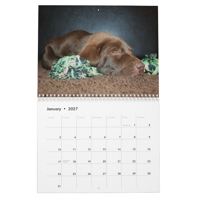 Chocolate Lab-kalender Kalender (Jan 2027)