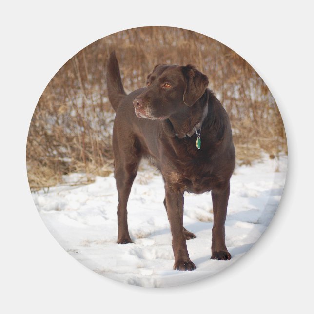 Chocolate Lab magnet (Framsidan)