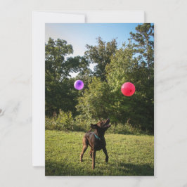 Chocolate Lab Party-inbjudan Inbjudningar