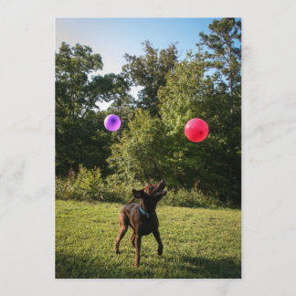 Chocolate Lab Party-inbjudan Inbjudningar